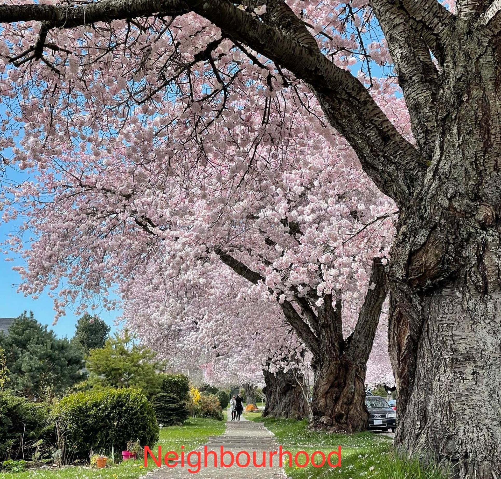 South Vancouver Guesthouse Ngoại thất bức ảnh